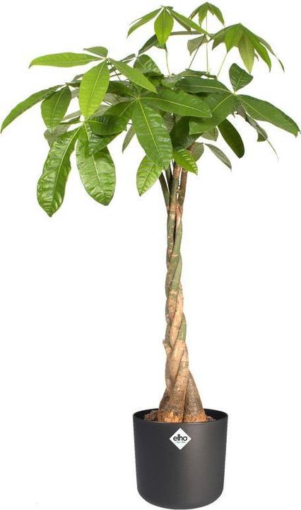Produktbild Elho b.for soft (18.30 cm)