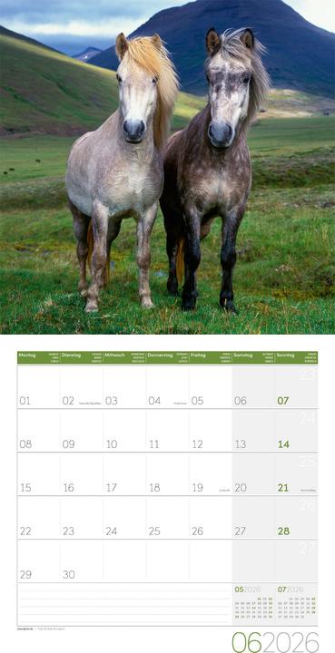 Actual product image Pferde Kalender 2026 - 30x30 (30 x 30 cm, Hardcover, German)