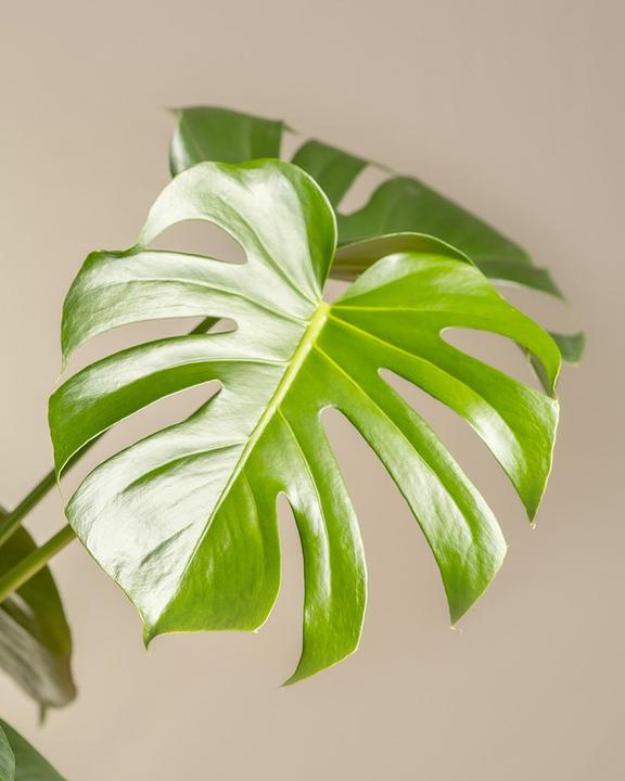 Immagine prodotto feey Monstera grande (65 cm, Appena rinvasata)
