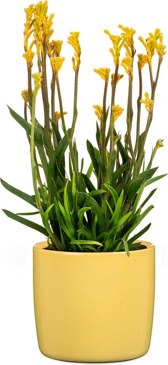 Produktbild Scheurich Solido (18 cm)