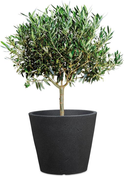 Produktbild Scheurich C-Cone (38.60 cm)