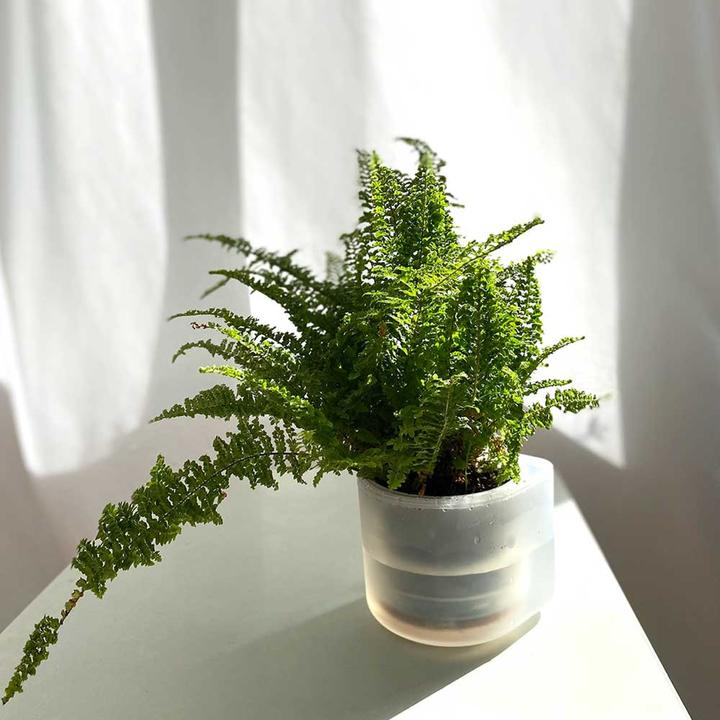 Produktbild boskke Till Planter, Transparenter Planzentopf mit Selbstbewässerung