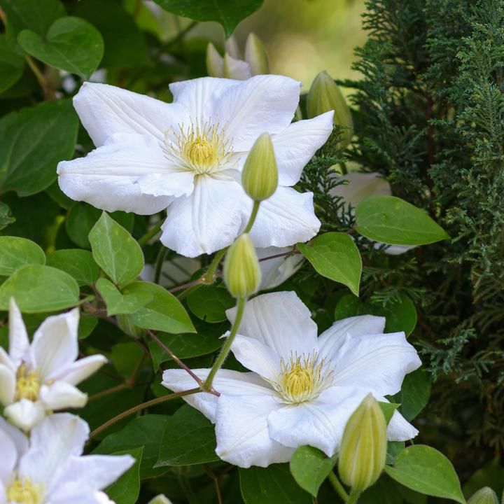 Produktbild Plant in a Box Clematis hybrid 'Mme Le Coultre' - 3er Set Klematis (25 cm)