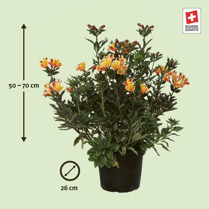 Produktbild Zulauf Alstroemeria 'Summer Breeze'® / Inkalilie 'Summer Breeze' ® (50 cm)