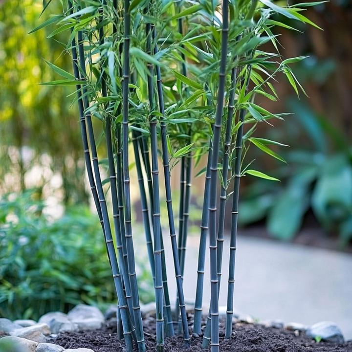 Produktbild Plant in a Box Fargesia papyrifera 'Blue Dragon' - 2er-Set Bambus (30 cm)