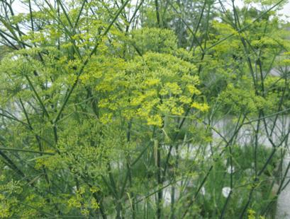 Image du produit Sonnentor Fenchel Tee (215 g)