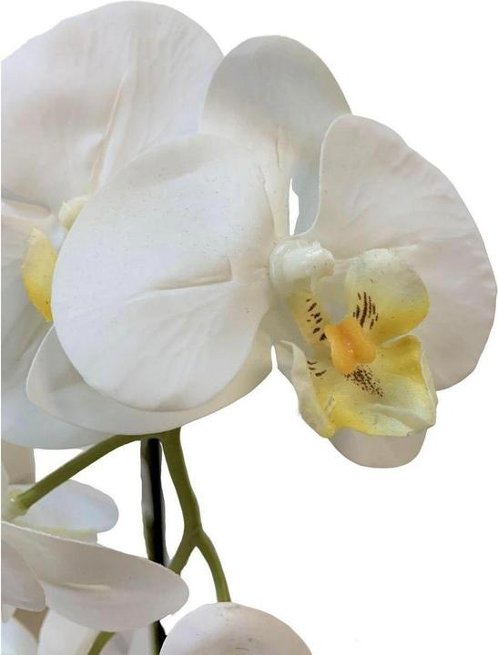 Produktbild Botanic-Haus Phalaenopsis (Orchidee) (67 cm)