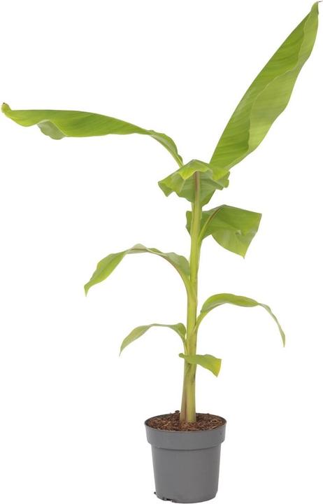 Produktbild Plant in a Box Musa Basjoo - Bananenpflanzen (55 cm)