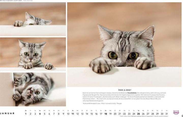 Produktbild Whiskas Katzenkalender 2026 (45 x 30 cm, Harter Einband, Deutsch)