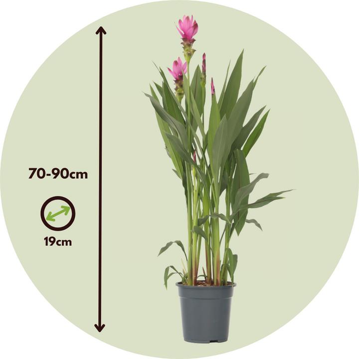 Produktbild Plant in a Box Curcuma alismatifolia Siam Supreme - Kurkuma (80 cm)