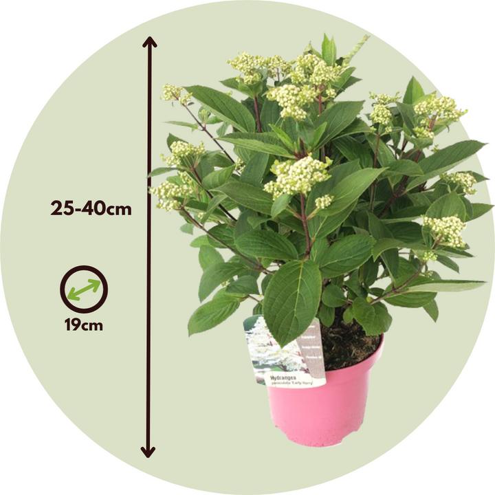 Produktbild Plant in a Box Hydrangea paniculata 'Early Harry' - Hortensie (25 cm)