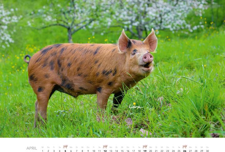 Produktbild Schweine Kalender 2026 (Harter Einband, Deutsch)