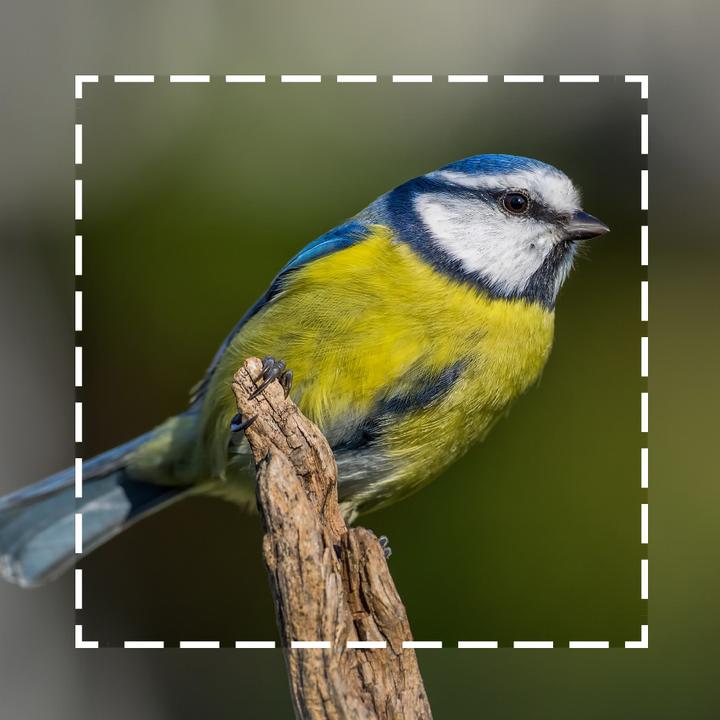 Actual product image Olympus ED 300mm f/4 IS PRO (Micro Four Thirds, Micro Four Thirds)