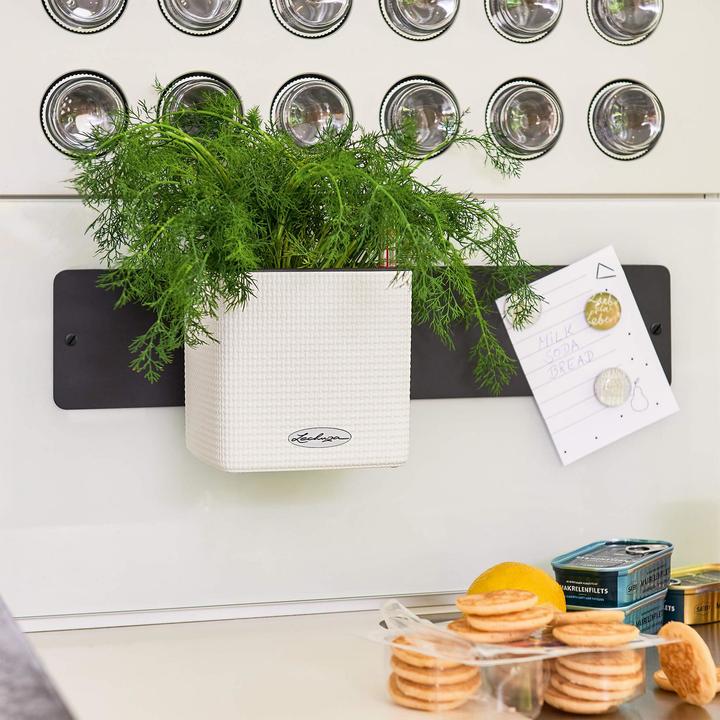 Actual product image Lechuza Green Wall Home Kit (15 cm)
