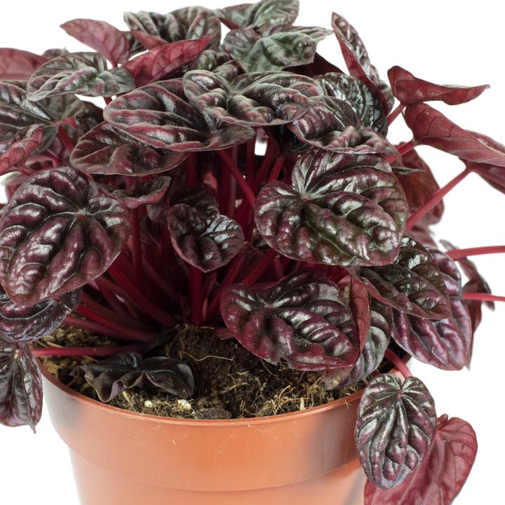 Immagine prodotto Flowerbox Zwergpfeffer Smit- Peperomia (12 cm)