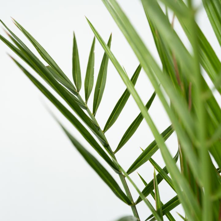 Produktbild Plant in a Box Phoenix canariensis - 2er Set Kanarische Dattelpalme (50 cm)