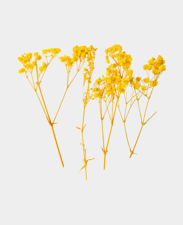 Produktbild I Am Creative Trockenblumen Schafgarbe (Trockenblumen)