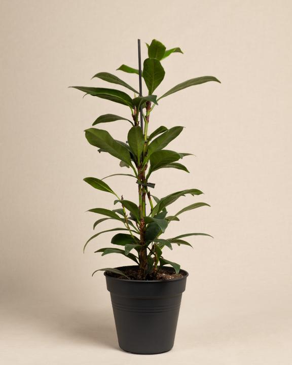 Produktbild feey Afrikanischer Feigenbaum (75 cm, Frisch umgetopft)