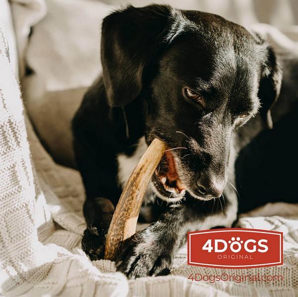 Produktbild 4Dogs Original Hirschgeweih für Hunde (50 g)