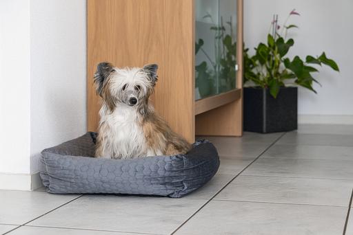 Actual product image Karlie Lounger bed Velvet (Dog)