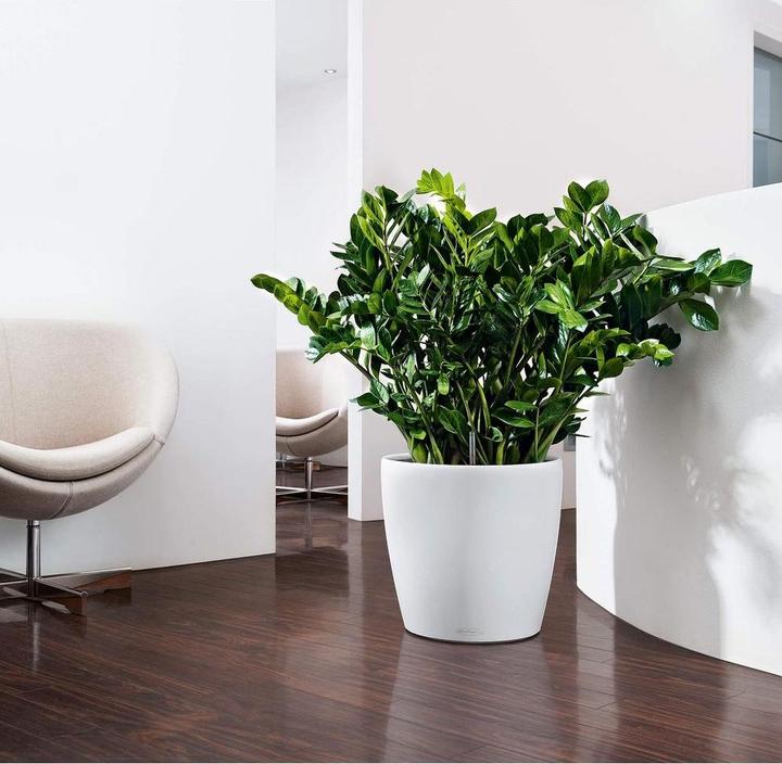 Actual product image Lechuza Classico Color (34.50 cm)