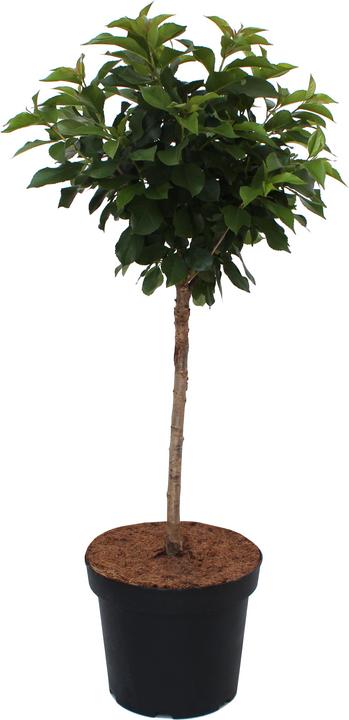 Produktbild Zulauf Zwerg-Kirsche / Prunus 'Gimli' (50 cm)