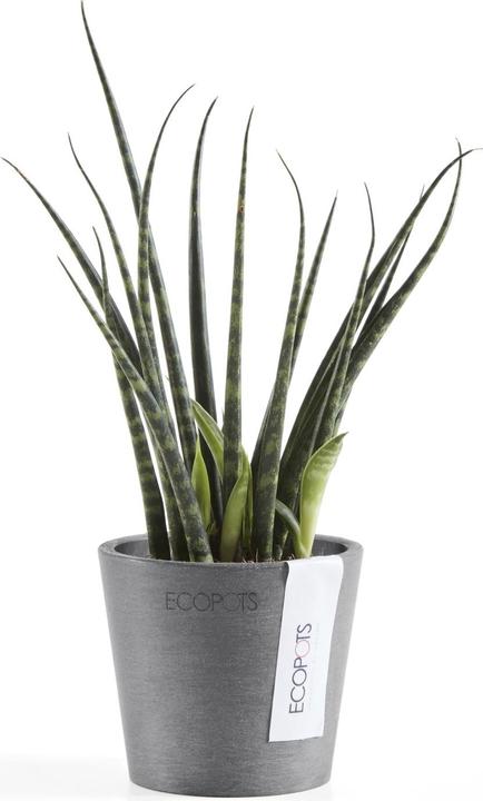 Actual product image Ecopots Amsterdam Mini (8 cm)