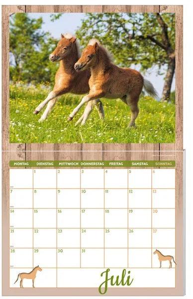 Actual product image Horse calendar pack 2025, 9 pieces (German)