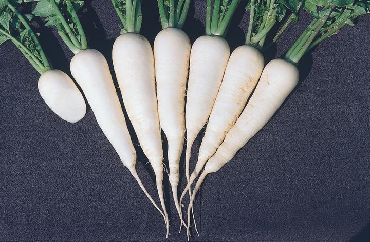 Produktbild Zollinger Bio Rettich, Zürcher Markt (Gemüsesamen)