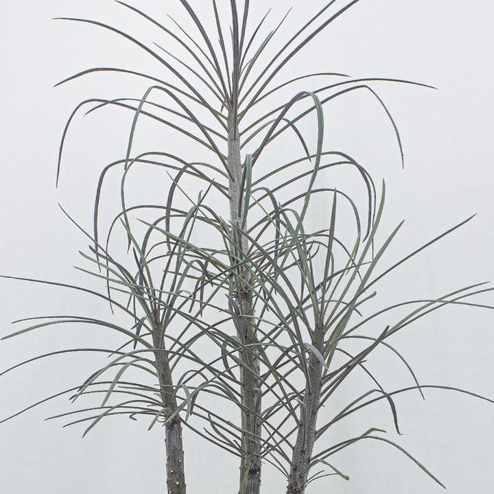 Image du produit Kakteen Gautschi Senecio kleinia (60 cm)