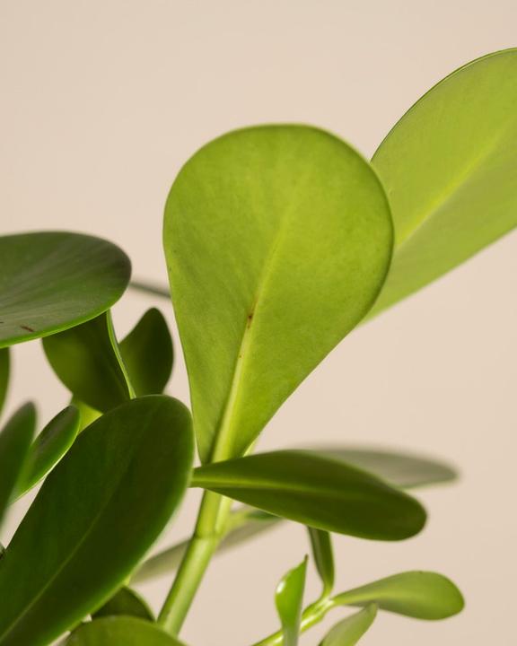 Actual product image feey Clusia rosea 'Princess' (45 cm, Freshly repotted)