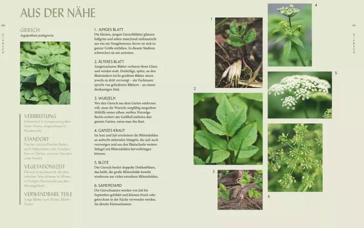 Produktbild Die "Unkräuter" in meinem Garten (Deutsch, Wolf-Dieter Storl, 2018)