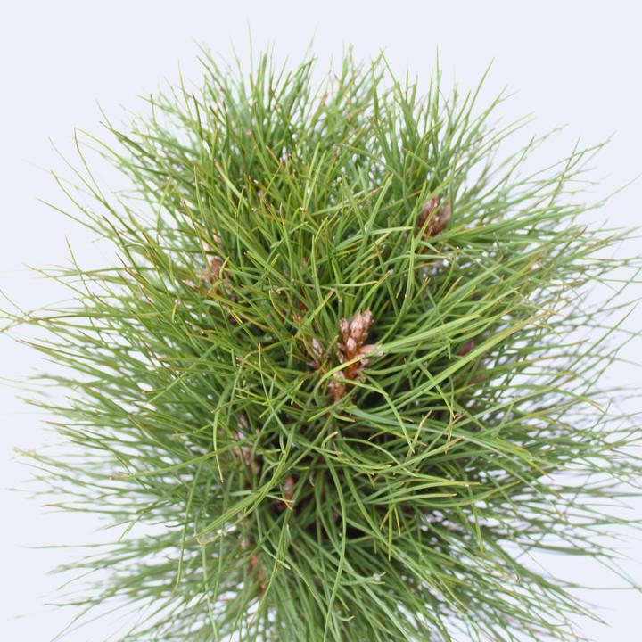 Produktbild Plant in a Box Pinus Summer Breeze - Zwergkiefer (70 cm)
