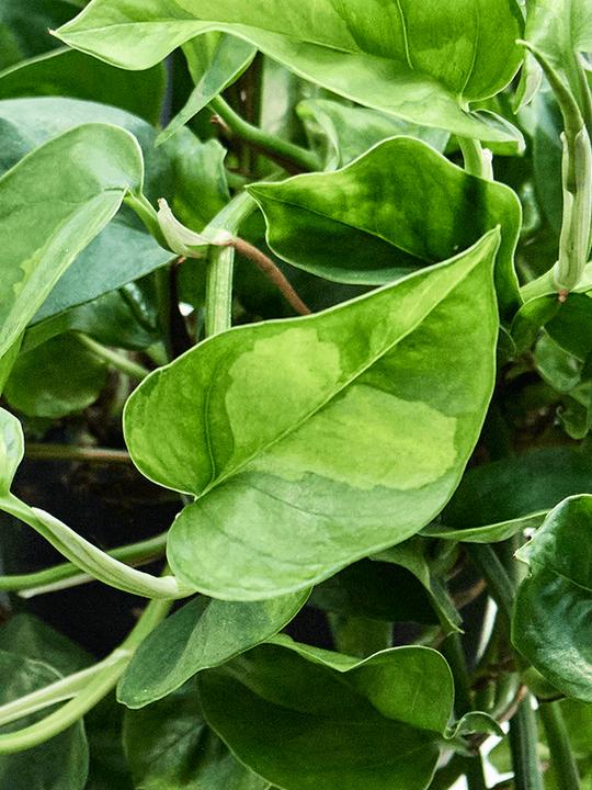 Produktbild Mahaloplants Scindapsus Global Green (40 cm)
