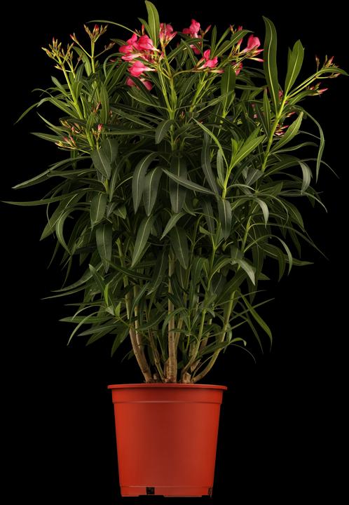 Oleander pink (70 cm)