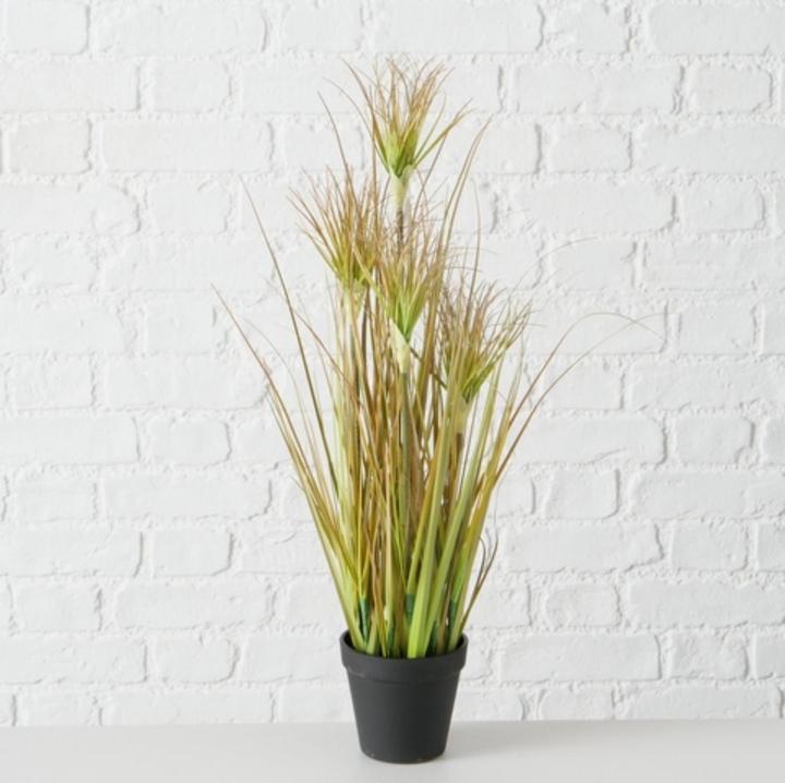 Produktbild Boltze Home Boltze Topfplanze Zwiebelgras 60 cm