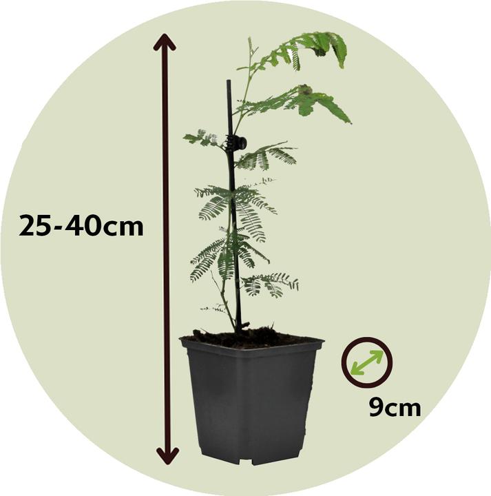 Produktbild Plant in a Box Acacia dealbata Mimosa - Mimosen 3er Set (40 cm)