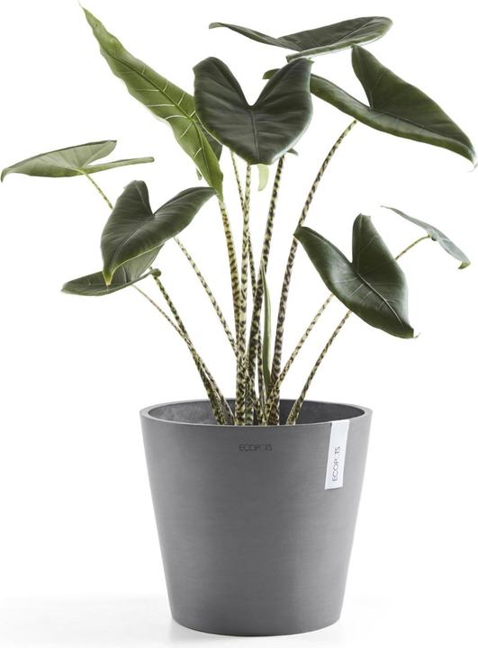 Image du produit Ecopots Amsterdam (30 cm)