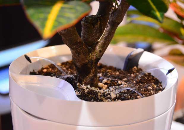Produktbild Parrot Flower Power Pot Pflanzensensor