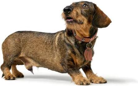 Produktbild Hunter Halsband München für Hunde 55 (Hund, Allgemein)