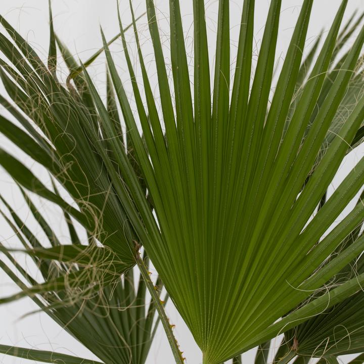 Actual product image Plant in a Box Washingtonia Robusta - Mexican fan palm (50 cm)