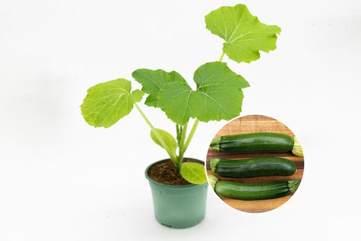 Produktbild Zollinger Bio Setzling, Zucchetti, Grey Zucchini (100 cm)