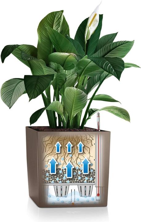 Actual product image Lechuza Cube (39 cm)