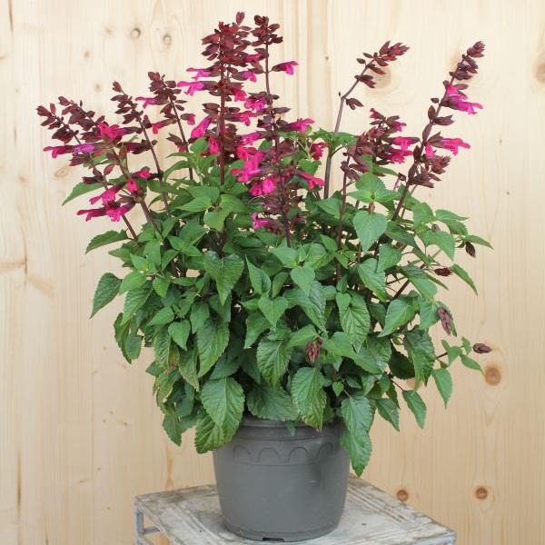 Produktbild Säntispracht Der beerenfarbige Salbei - Salvia hybrida 'Strawberry Lake' (150 cm)