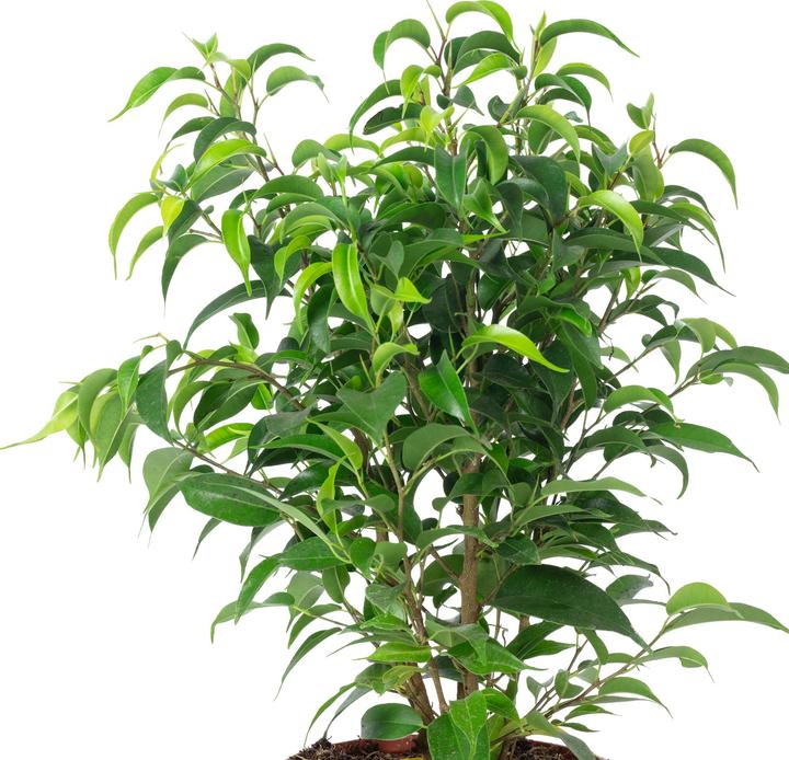 Actual product image Flowerbox Benjamin fig Natasja branched - height ca. 30 cm, pot-Ø 12 cm - Ficus benjamini (30 cm)