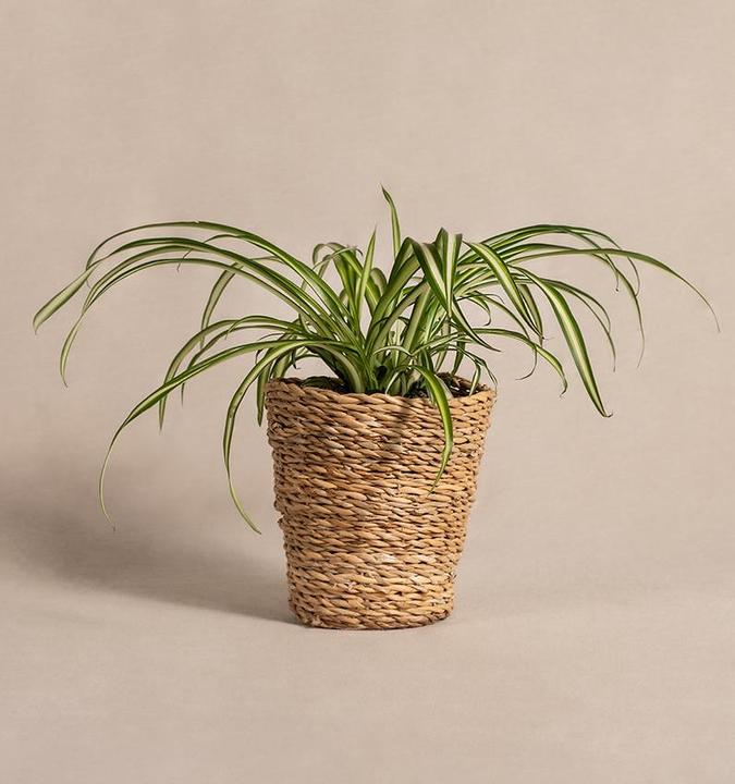 Image du produit feey Grünlilie (25 cm, Fraîchement rempotés)