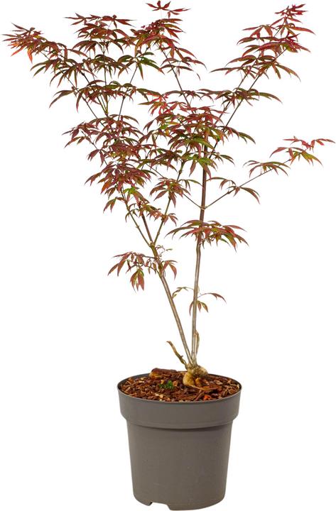 Actual product image Plant in a Box Acer palmatum 'Starfish' - Maple tree (60 cm)