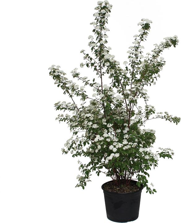Produktbild Zulauf Pracht-Spiere / Spiraea x vanhouttei (70 cm)