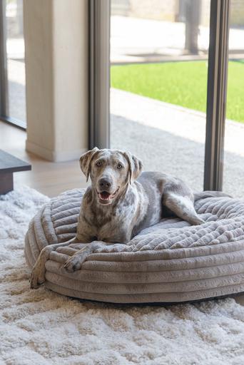 Actual product image Designed by Lotte Reza reclining cushion (Dog)