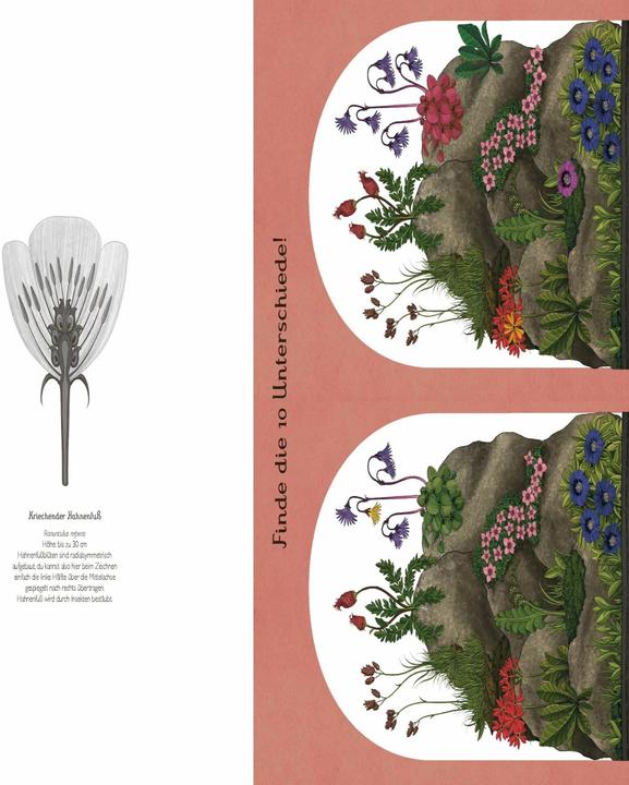 Produktbild Das Museum der Pflanzen. Mein Mitmachbuch (Deutsch, Katie Scott, Kathy Willis, 2017)